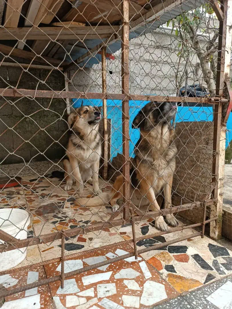 دوعدد سگ پلیس نر وماده|سگ|رشت, حومه رشت|دیوار