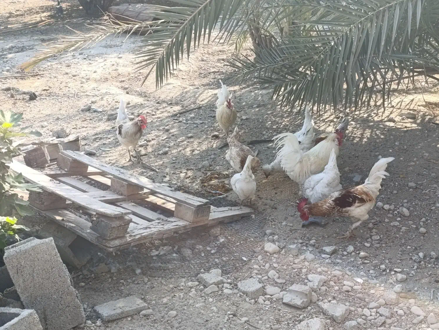 مرغ و خروس محلی|حیوانات مزرعه|اهرم, |دیوار