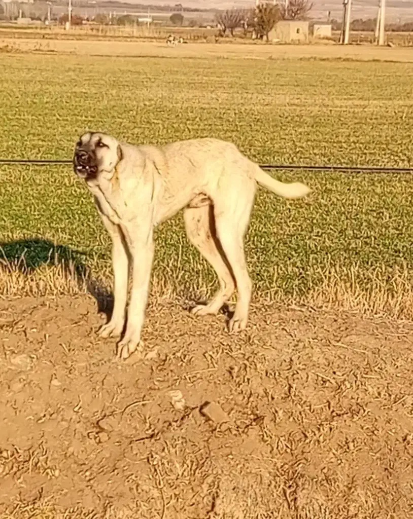 سگ پژدروکنگال مناسب گوسفندونگهبانی|سگ|بوکان, |دیوار