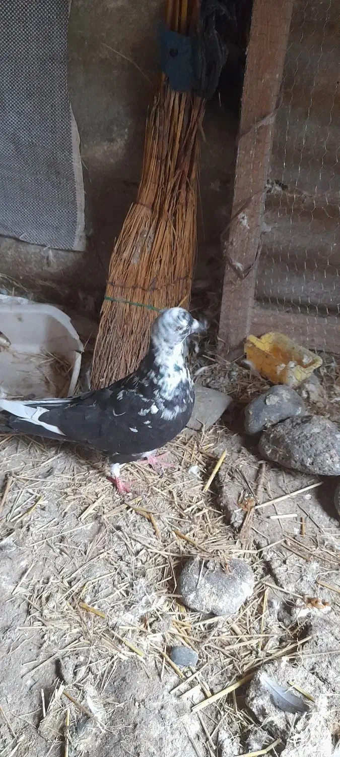 کبوتر|پرنده|کوچصفهان, |دیوار