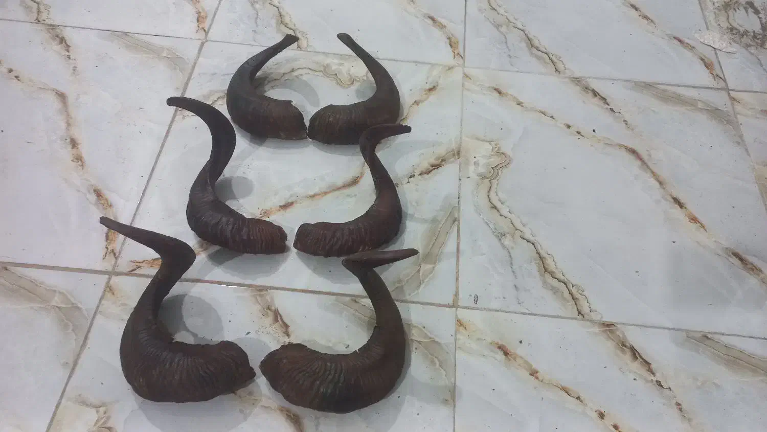 شاخ گوسفند|صنایع دستی و سایر لوازم تزئینی|کرمانشاه, |دیوار