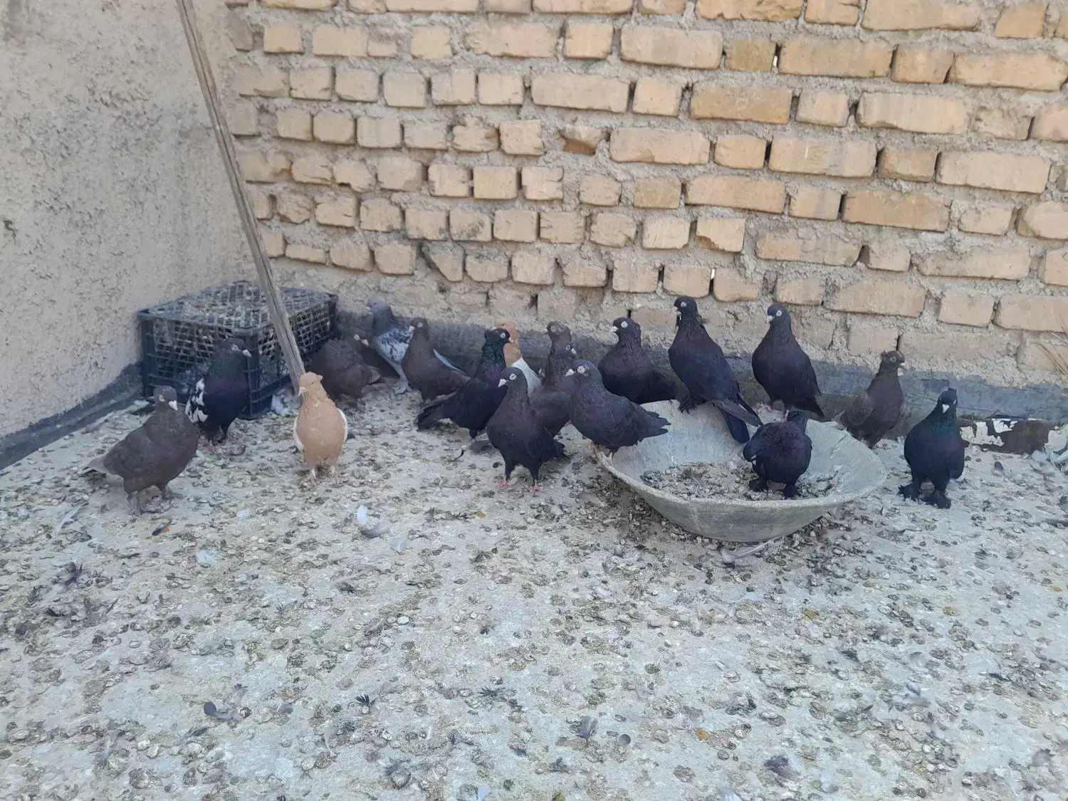 تعدادی ماده بزن سیاه سرکه ای دمسفید سینه زرد سبز|پرنده|شیراز, ریشمک|دیوار