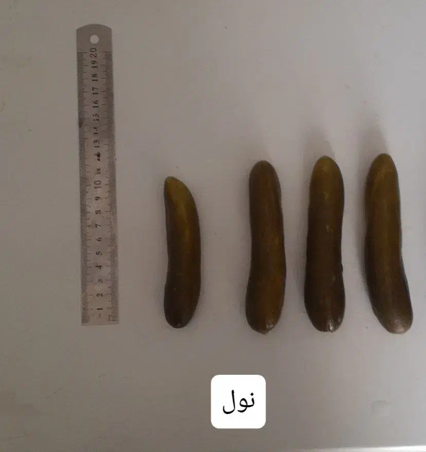 خیار شور نول و ممتاز مزنیک|عمده‌فروشی|تهران, میدان میوه و تره‌بار مرکزی|دیوار