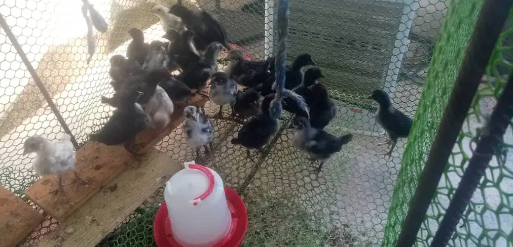 جوجه محلی اصل|حیوانات مزرعه|بندر دیر, |دیوار