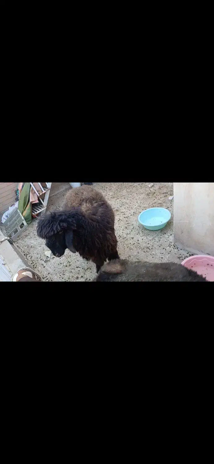 یک عدد بره درشت عالی|حیوانات مزرعه|اهواز, نادری|دیوار