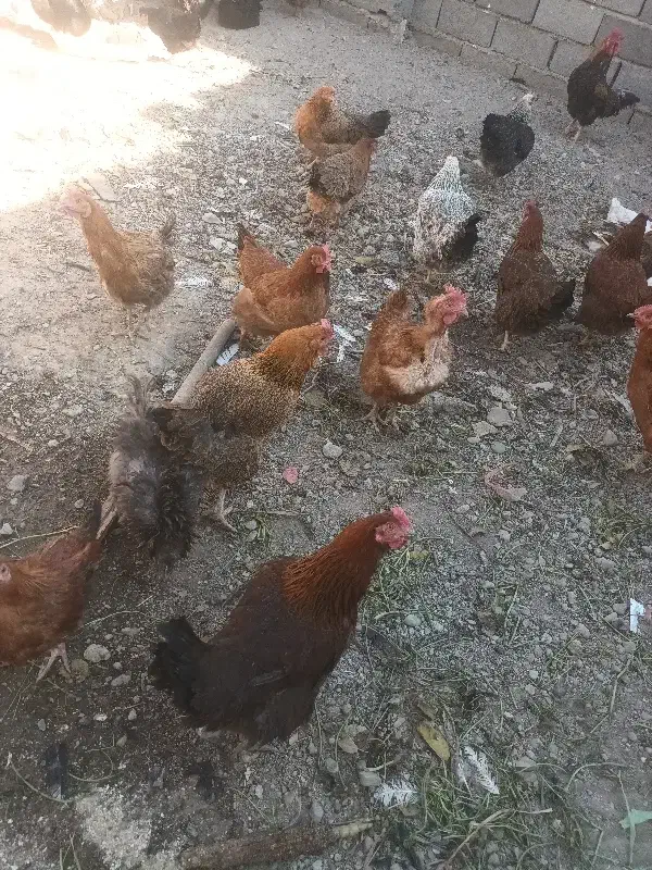 مرغ و خروس و اردک|حیوانات مزرعه|ماهدشت, |دیوار