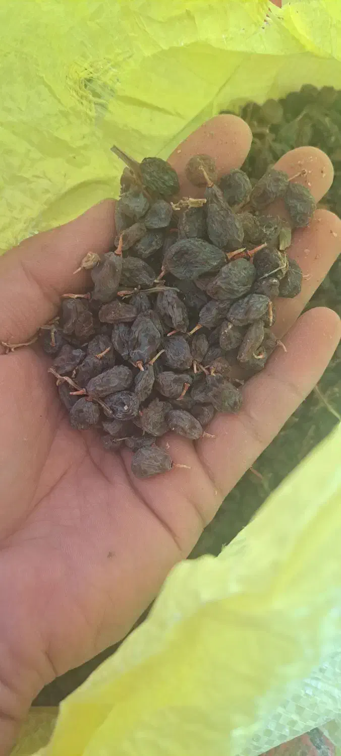 آفتویی بونات|خوردنی و آشامیدنی|مزایجان, |دیوار