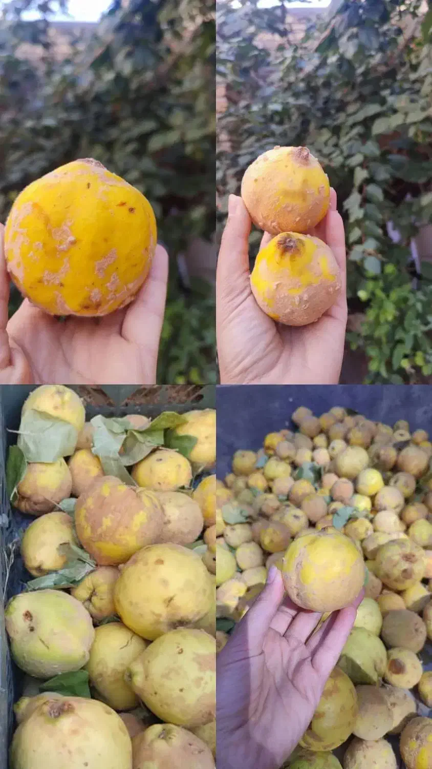 به تازه بوانات|خوردنی و آشامیدنی|شیراز, شهرک صدا و سیما|دیوار