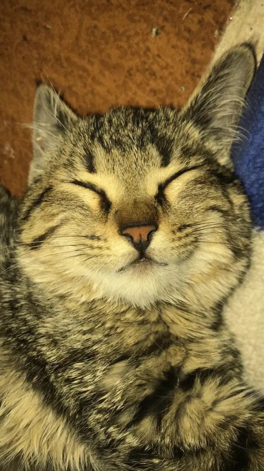 واگذاری بچه‌گربه ماده|گربه|کرمان, |دیوار