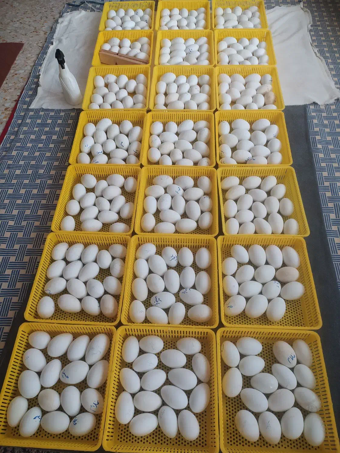 تخم غاز نطفه دار|حیوانات مزرعه|بندر ترکمن, |دیوار