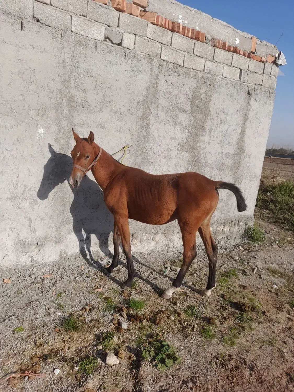 کره مادیون کرد|اسب و تجهیزات اسب‌سواری|سرعین, |دیوار