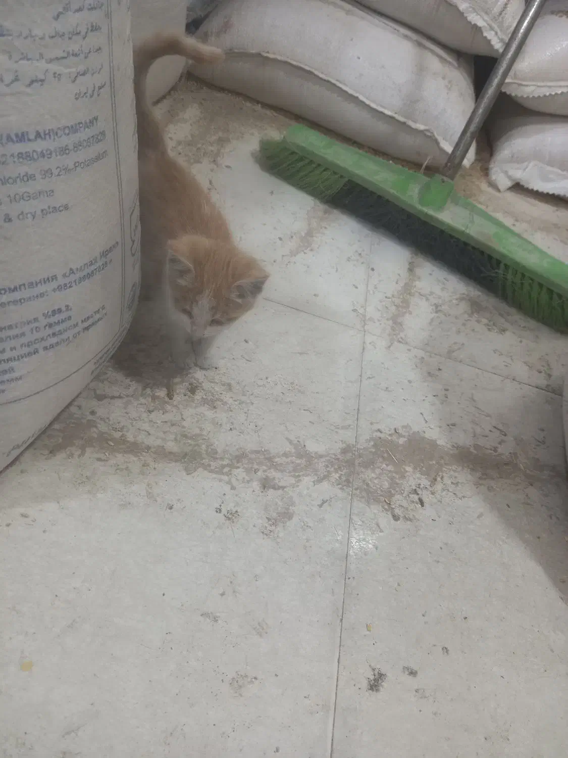 واگذاری گربه|گربه|یزد, |دیوار