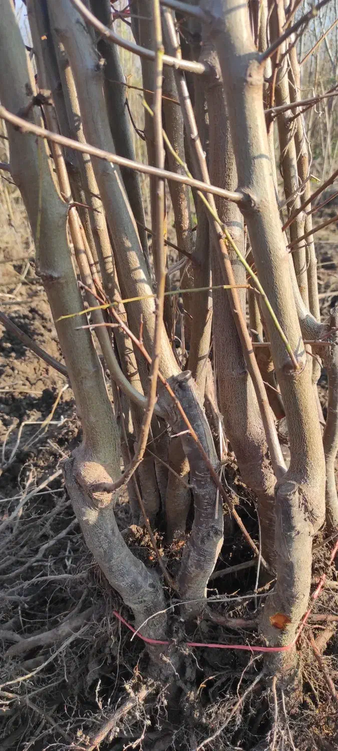 فروش انواع نهال درخت با ضمانت ارسال به تمام کشور|خدمات باغبانی و درختکاری|علیآباد کتول, |دیوار