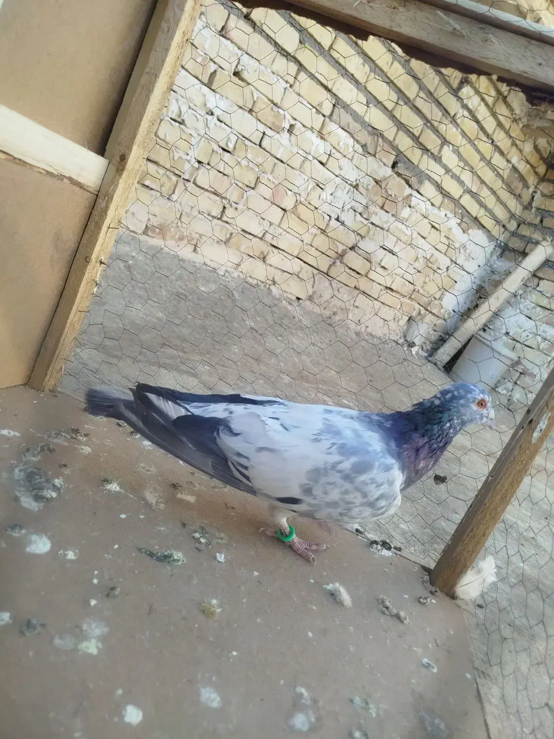 سار نر|پرنده|تربت‌حیدریه, حاجی یار‎|دیوار