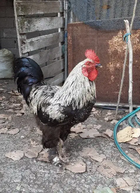 خروس برهما جوان|حیوانات مزرعه|لاهیجان, بوجایه|دیوار