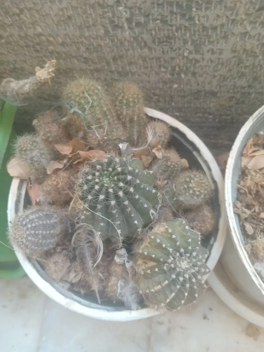 کاکتوس|گل و گیاه طبیعی|شاهرود, |دیوار