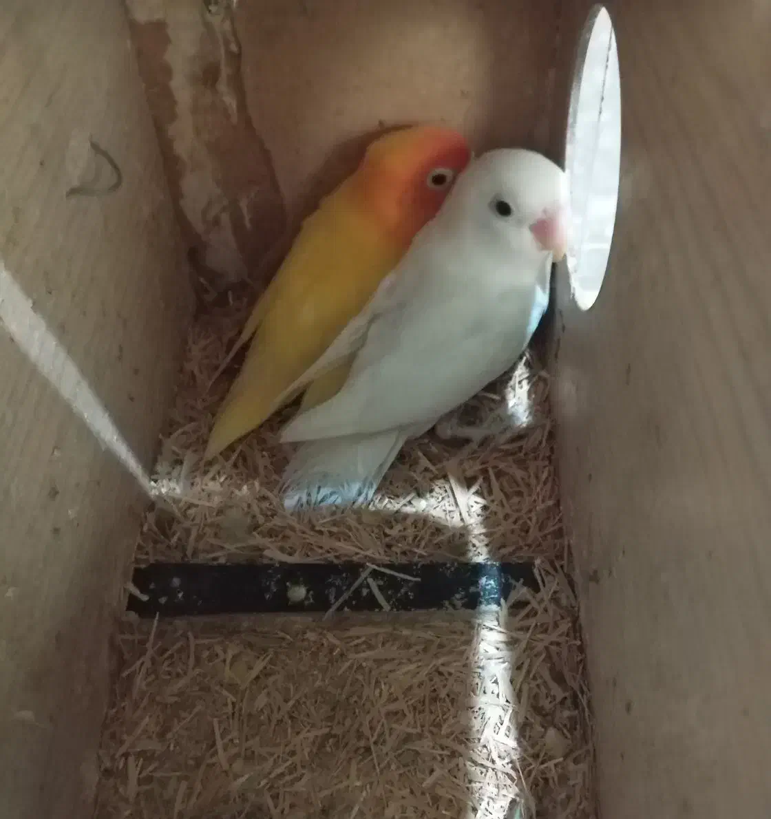 طوطی برزیلی|پرنده|تهران, هفده شهریور|دیوار