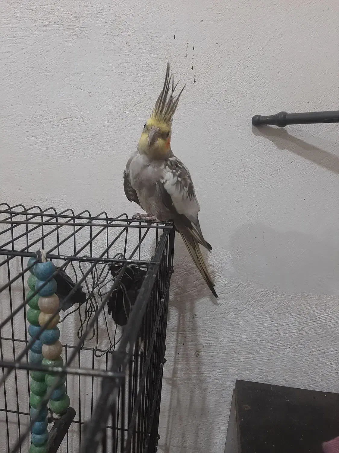 عروس هلندی|پرنده|فرح آباد, |دیوار