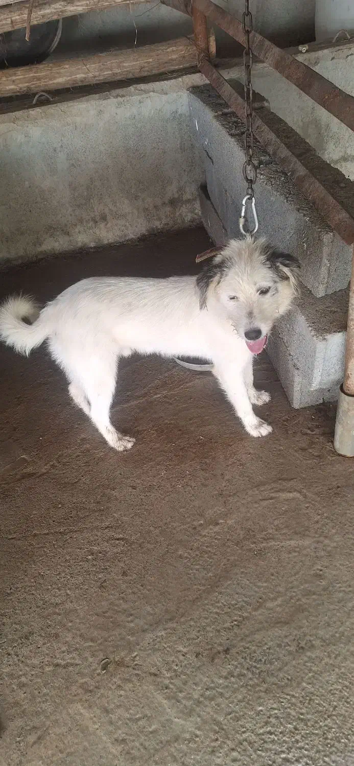 واگزاری توله سگ نگهبان|سگ|آستانه اشرفیه, |دیوار