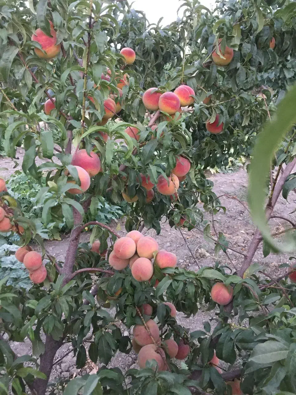 معاوضه باغ میوه ۴ساله در بهترین لوکیشن گلپایگان|فروش زمین و ملک کلنگی|گلپایگان, |دیوار