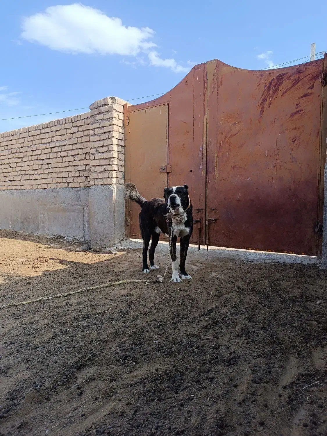 سگ رمگی|سگ|فریمان, |دیوار