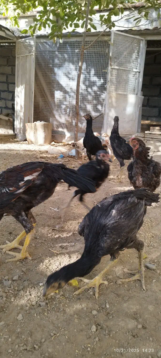 لاری|حیوانات مزرعه|هشتگرد, هیو|دیوار