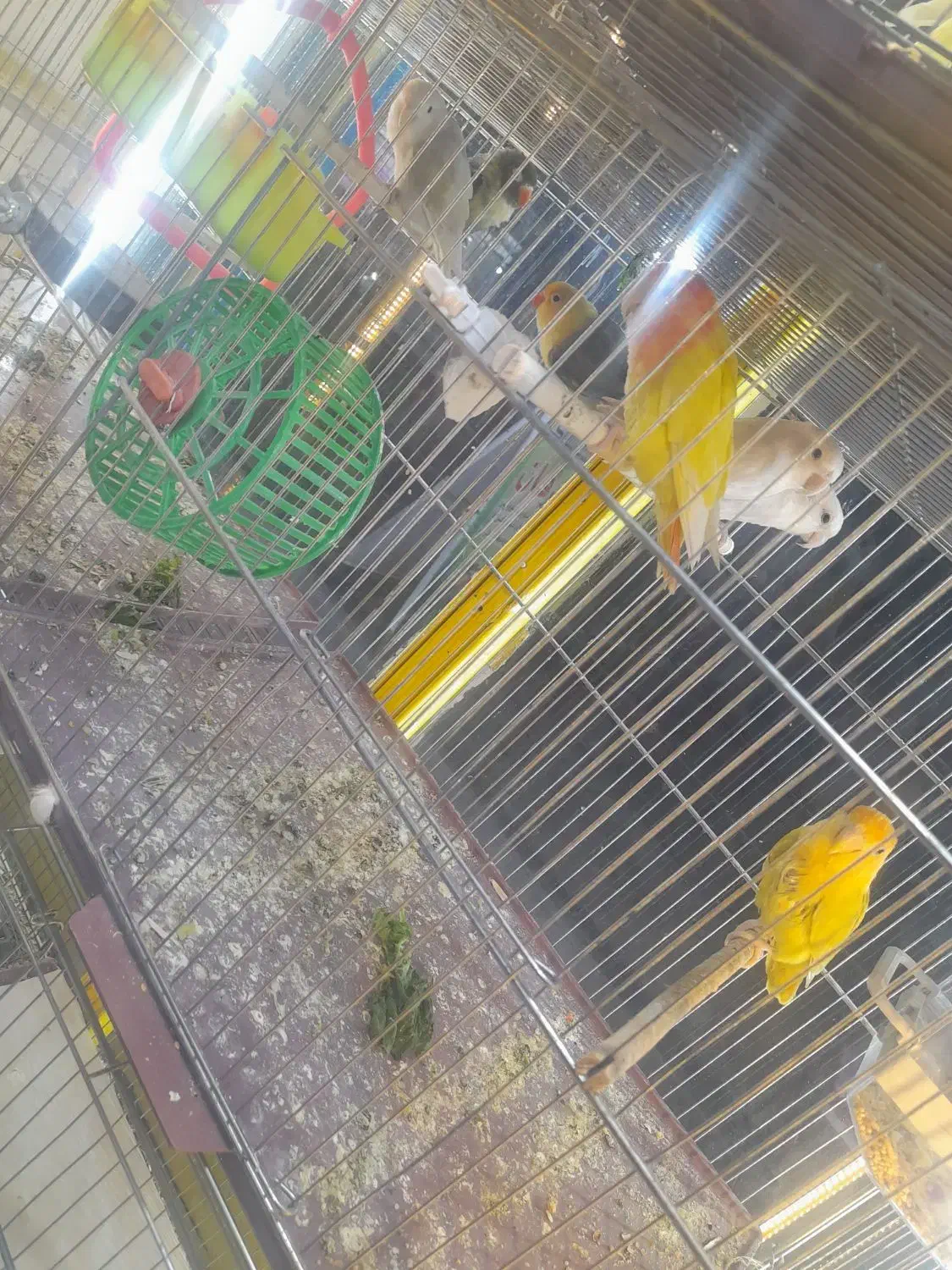 برزیلی|پرنده|خرمشهر, |دیوار