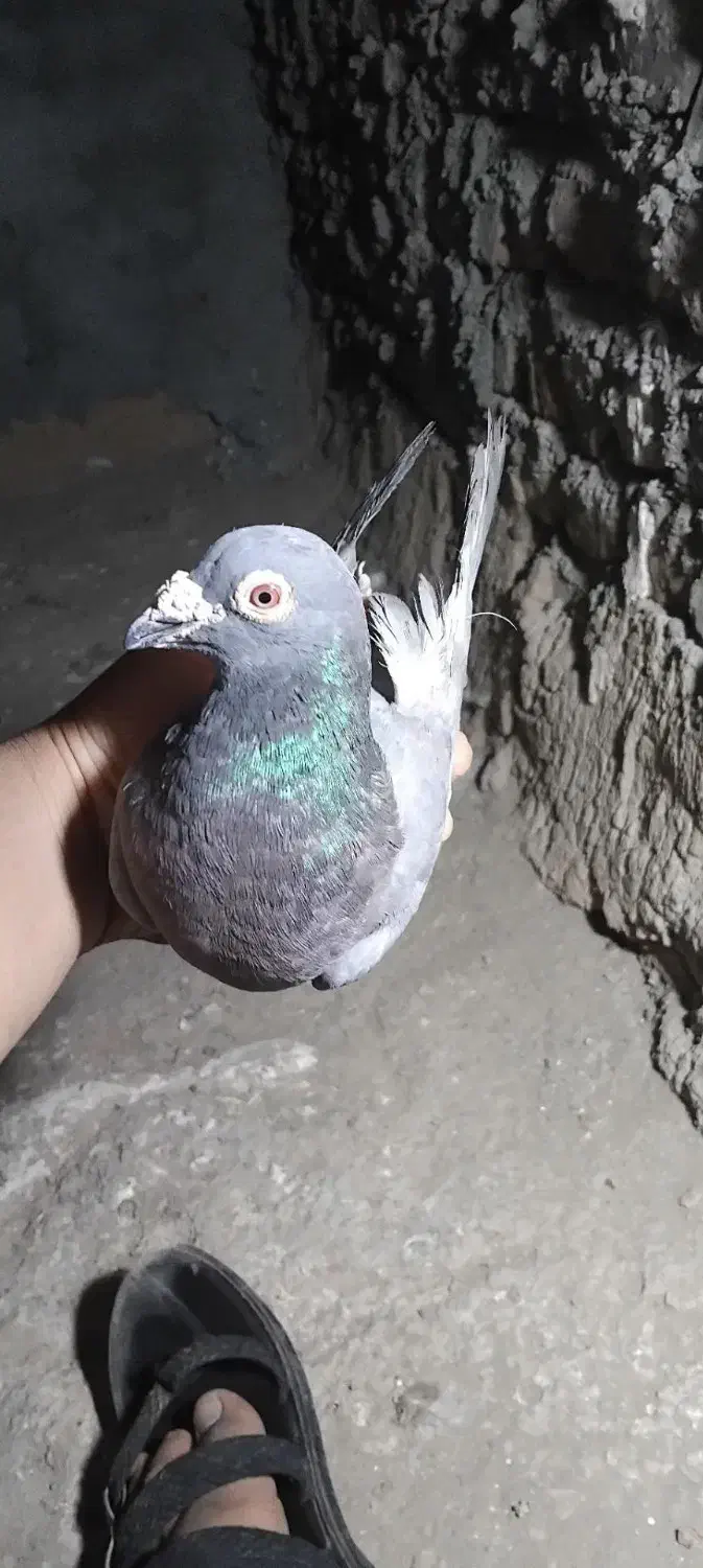 کفتر|پرنده|نهبندان, |دیوار