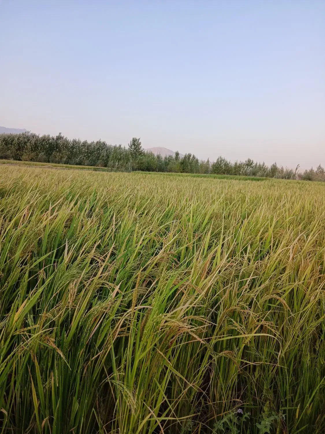 برنج خانمیرزا|خوردنی و آشامیدنی|خانمیرزا, |دیوار