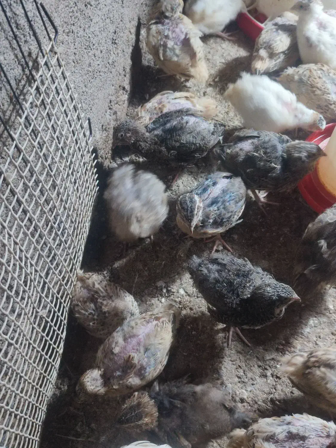 بلدرچین ماده و نره جوان|پرنده|مشهد, نیزه|دیوار