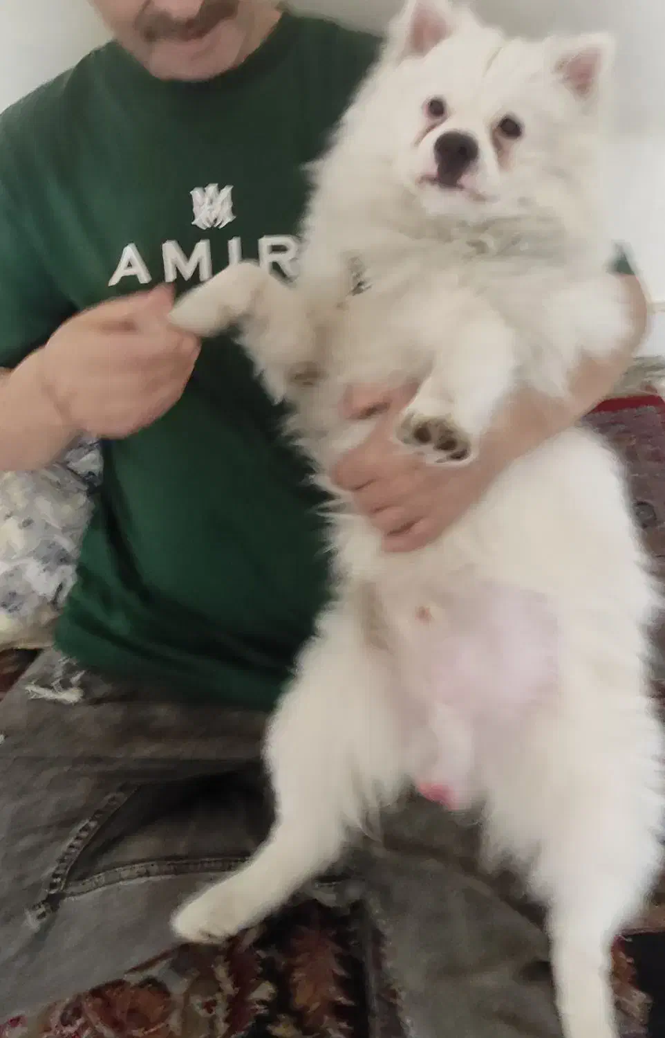 یه سگ. با این. مشخصات گم شده. دم قهوه ای رنگ سفید|سگ|تهران, امام زاده حسن|دیوار