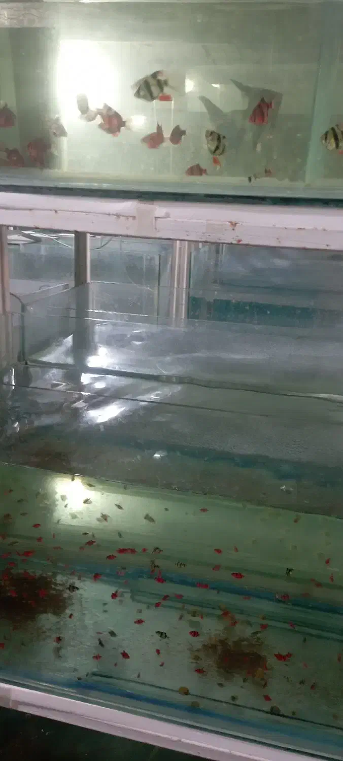 نیرو برای کارگاه پرورش ماهیان زینتی|استخدام صنعتی، فنی، مهندسی|تربت جام, پاسداران|دیوار