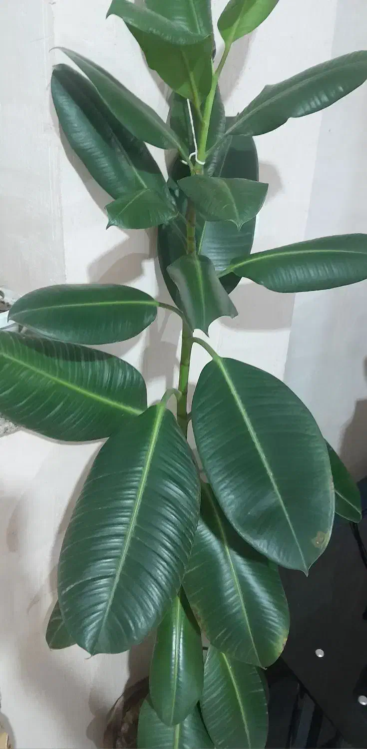 گل فیکوس زیبا|گل و گیاه طبیعی|نوشین شهر, |دیوار