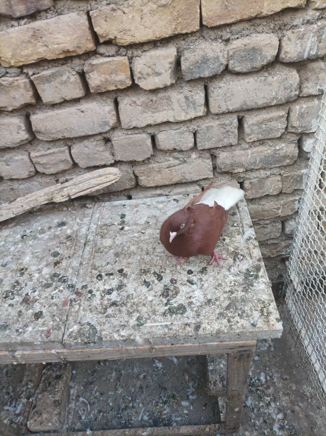 دم سفید ماده جوجه کله زرد|پرنده|مشهد, نیروی هوایی|دیوار