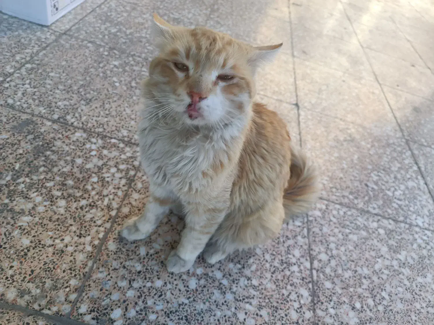 گربه پیدا شده|حیوانات|بندرعباس, |دیوار