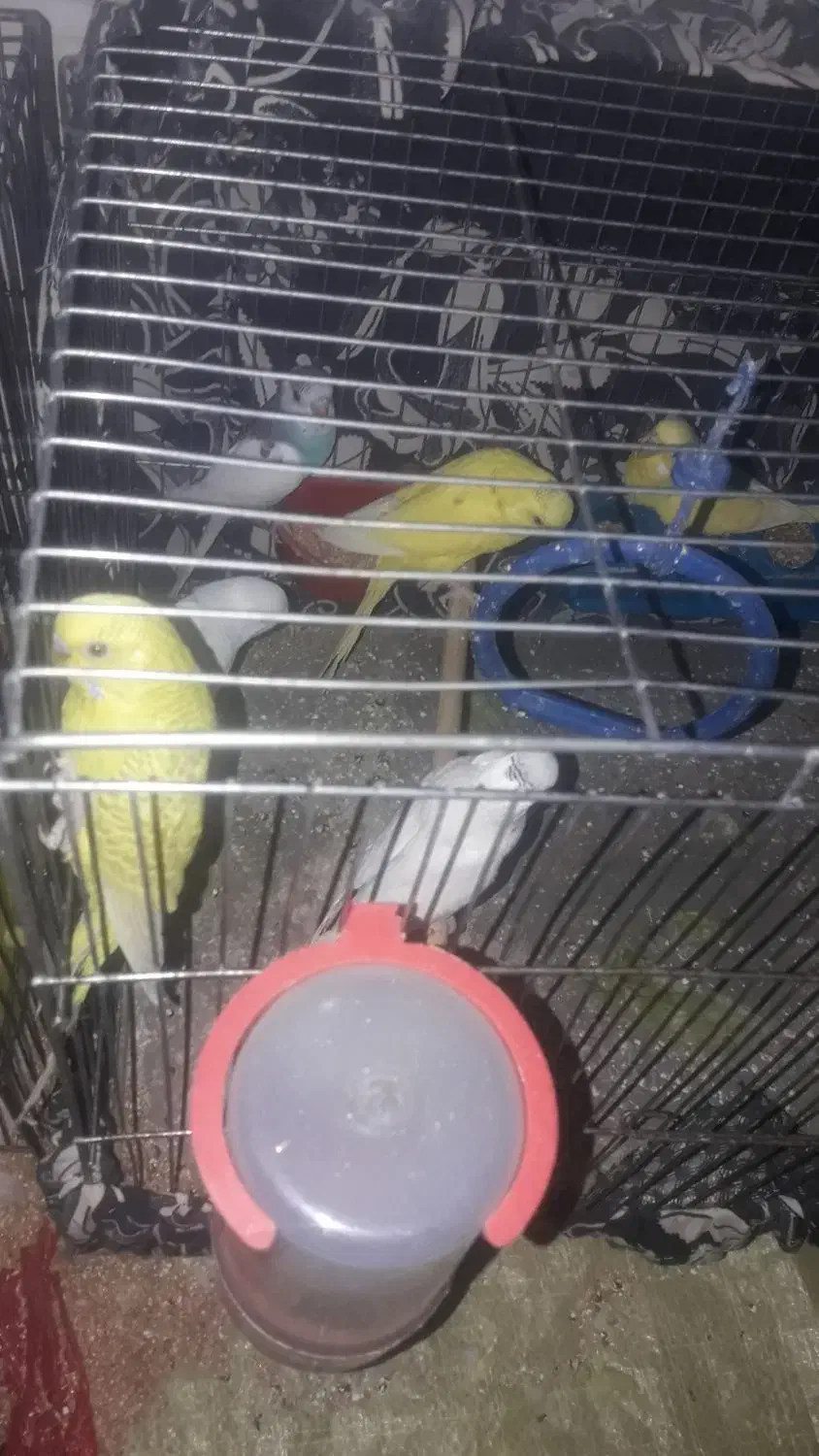 مرغ عشق|پرنده|ابریشم, |دیوار