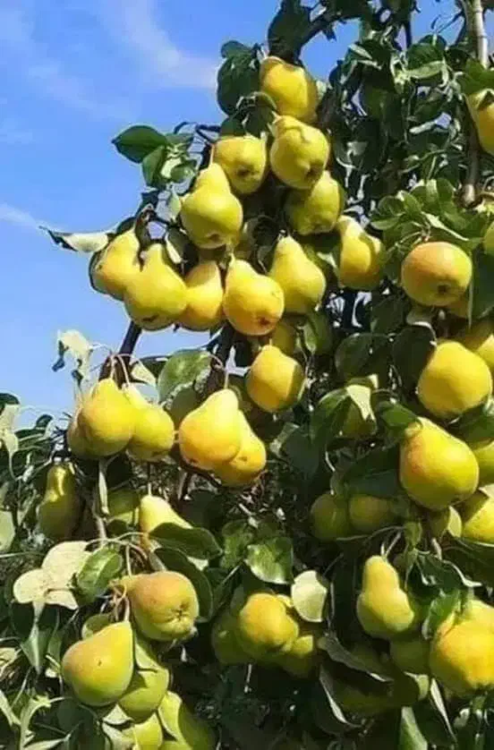 فروش انـواع نـهالهای مثمر و غیر مثمر|خدمات باغبانی و درختکاری|کنگاور, |دیوار