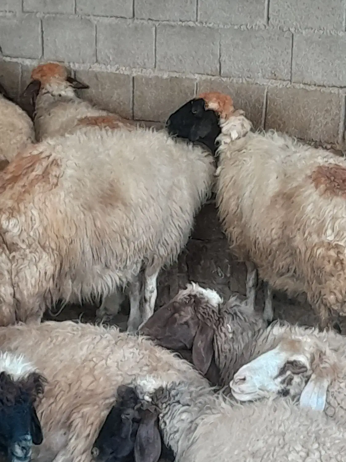 گوسفندداشتی جوان|حیوانات مزرعه|شباب, |دیوار