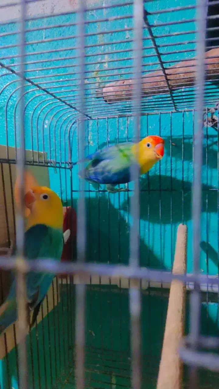 کوتوله نژاد دار|پرنده|مشهد, قائم|دیوار