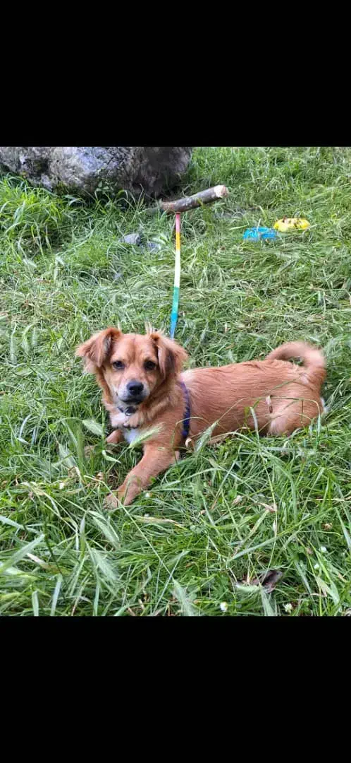 سگ پاکوتاه|سگ|گرگان, |دیوار