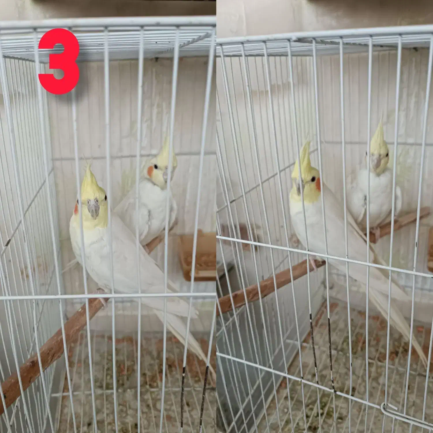 چندین جفت عروس هلندی فروشی|پرنده|تربت‌حیدریه, شهرک ولیعصر|دیوار