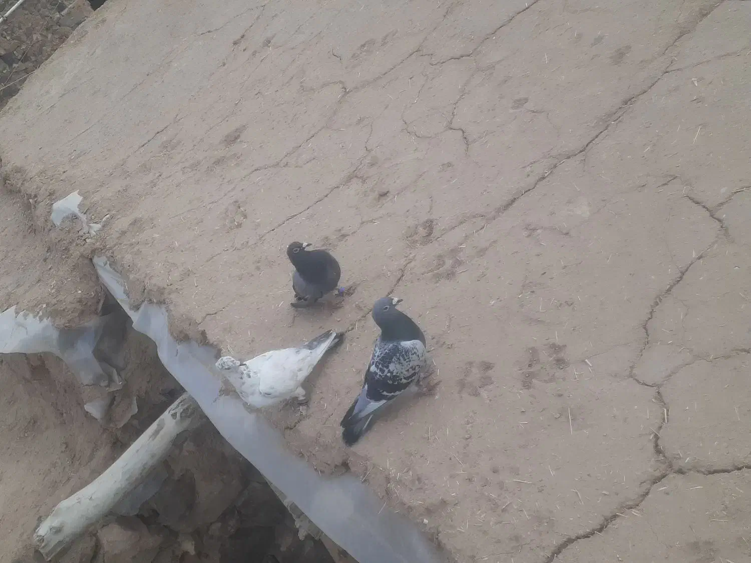 کبوتر|پرنده|درمیان, |دیوار