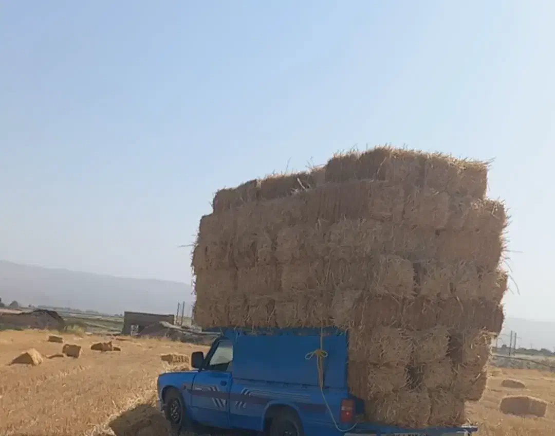 پرس گندم|عمده‌فروشی|چناران, |دیوار