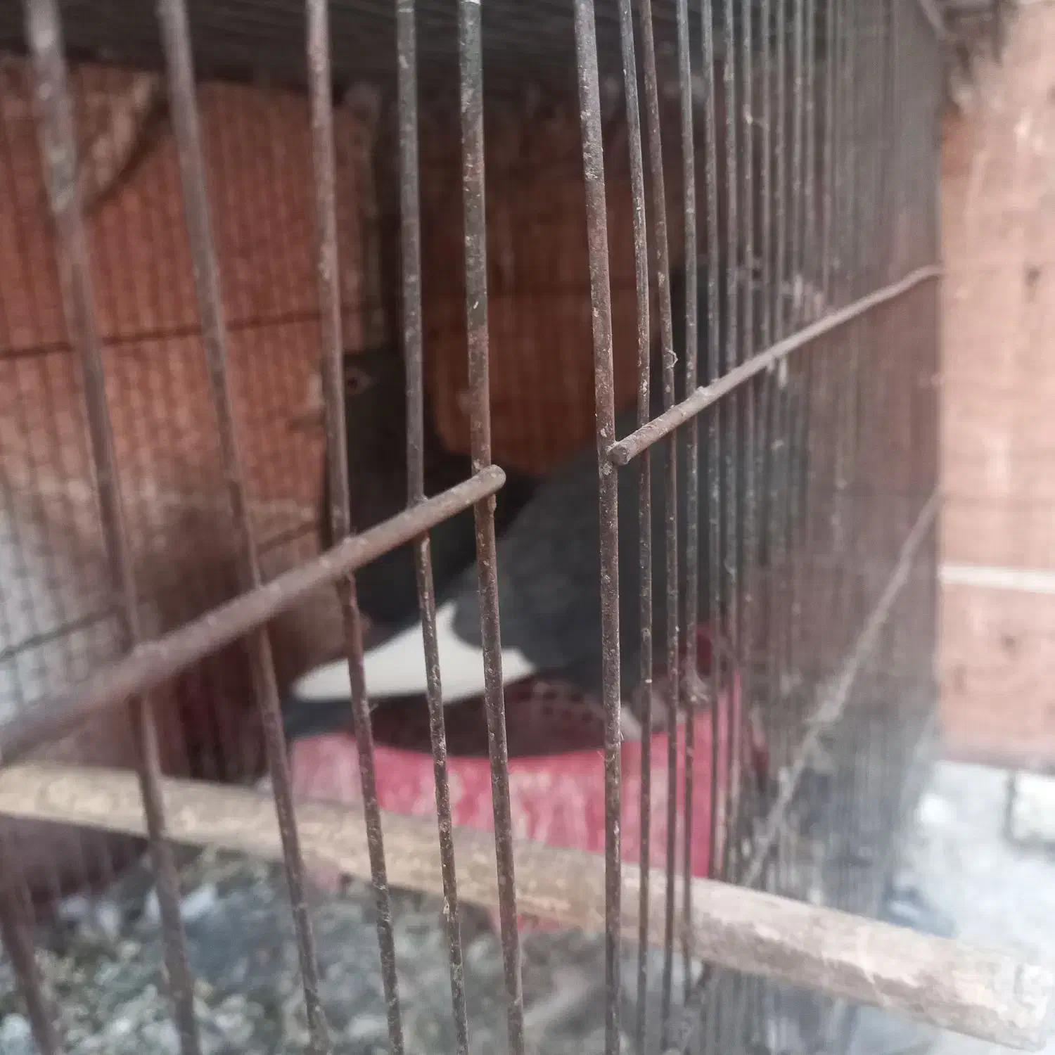 کبوتر سیاه پلنگ کلایی|پرنده|کرمان, |دیوار