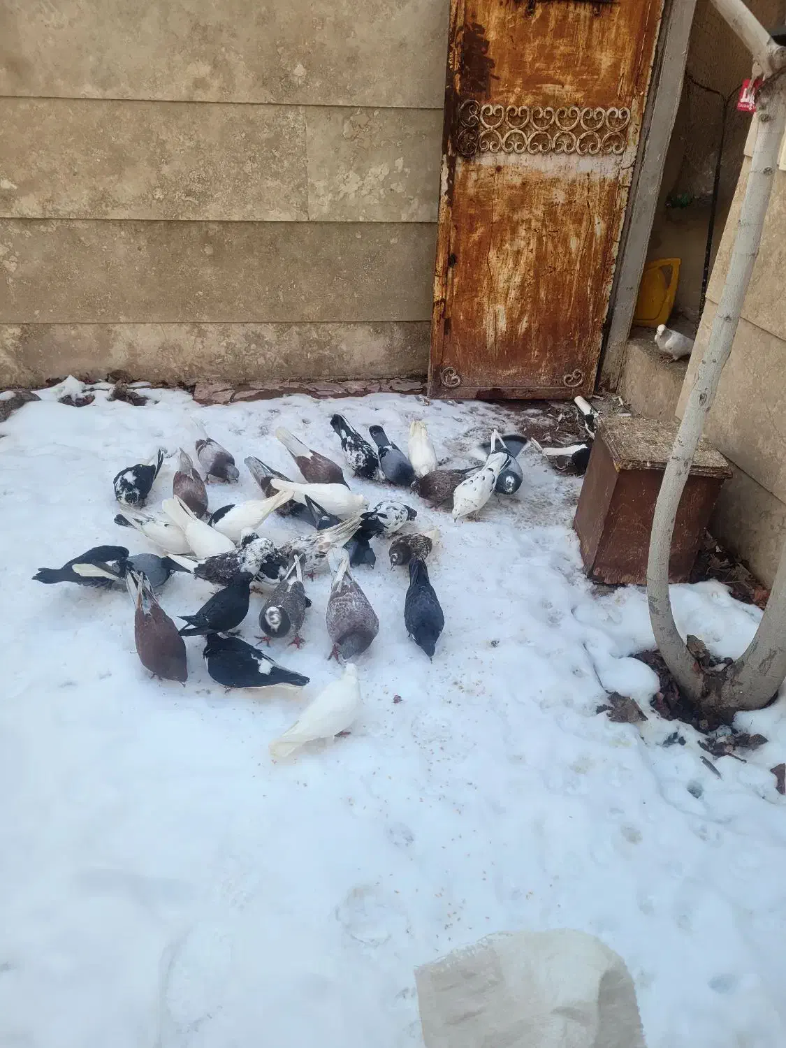 کفتر کبوتر|پرنده|رودهن, |دیوار