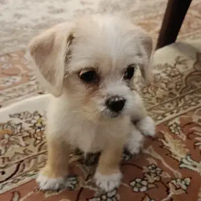 توله سگ شیتزو|سگ|تهران, هاشمی|دیوار