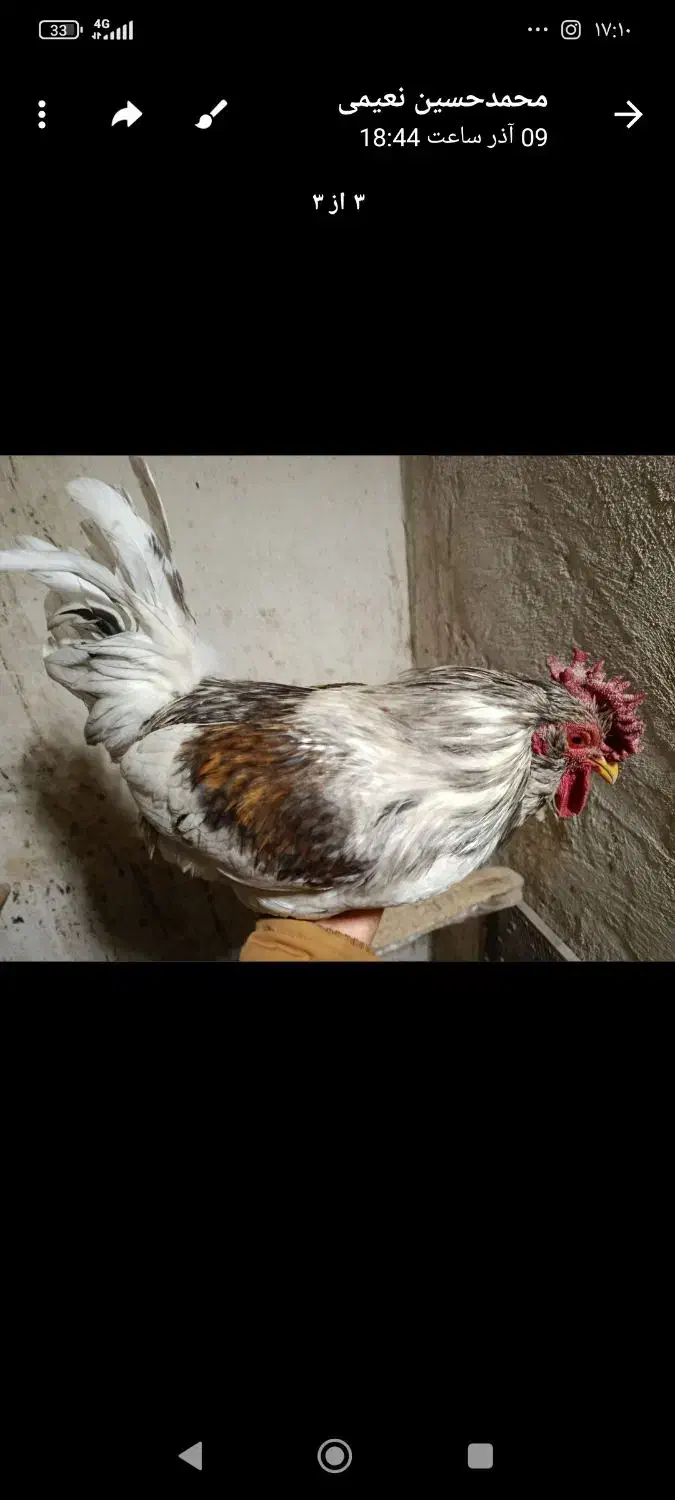 خروس گلین|حیوانات مزرعه|شهریار, کردزار|دیوار