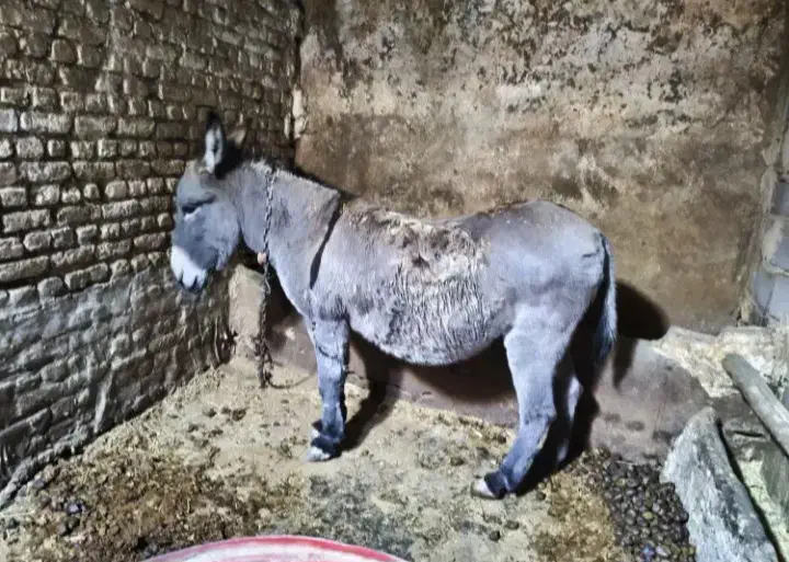 الاغ ماده|حیوانات مزرعه|جوکار, |دیوار