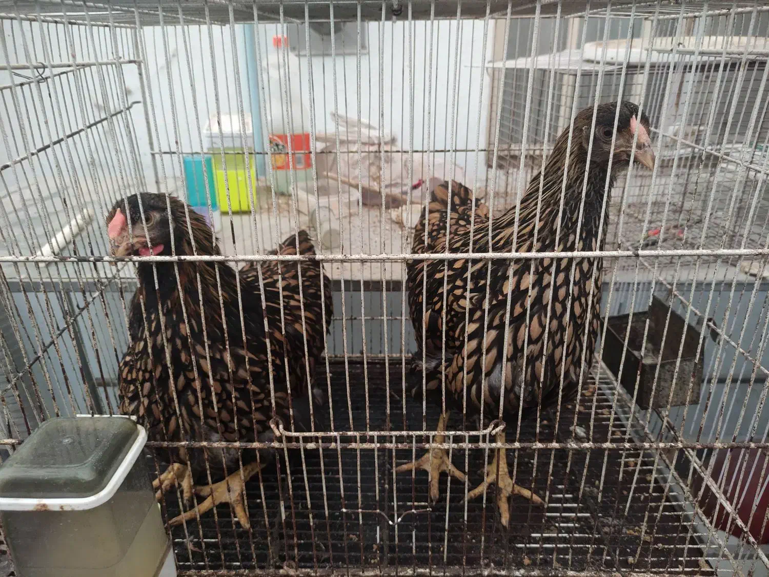 مرغ ویاندوت جی اس جی|حیوانات مزرعه|بهشهر, |دیوار