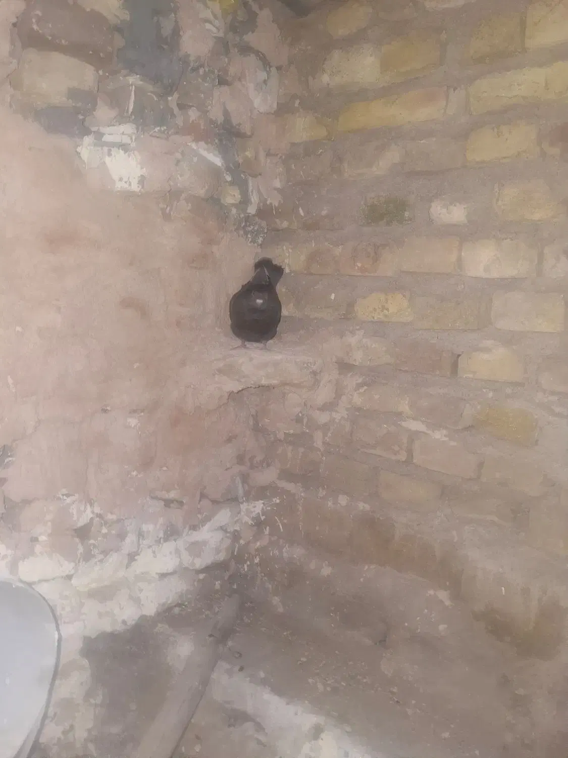 کفتر زاغ|پرنده|یزد, |دیوار